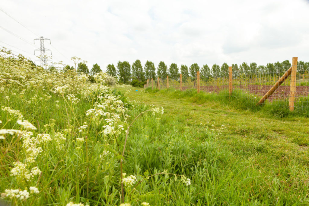 Cheney Row Park E17 tree planting